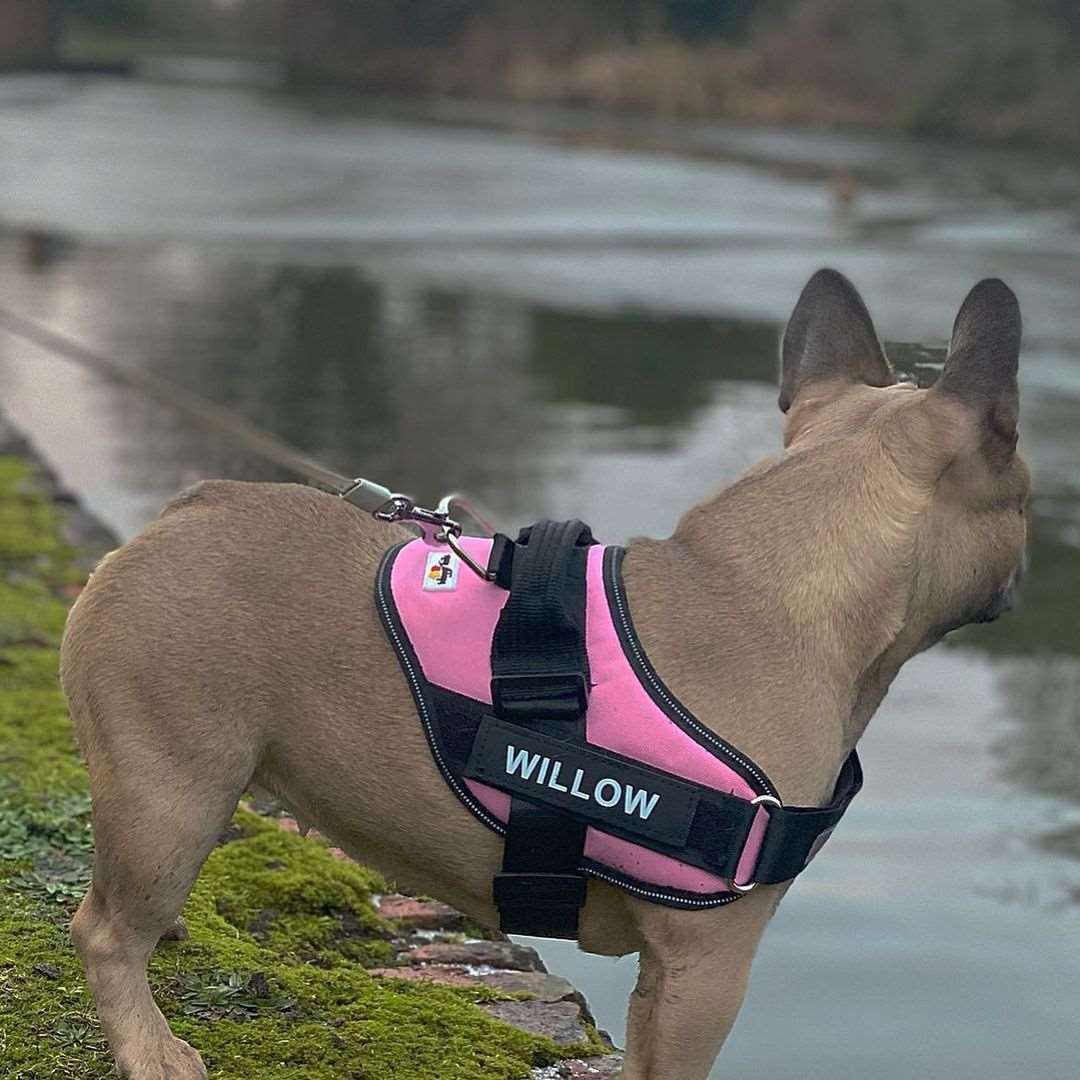 Personalised No Pull Dog Harness - Waggy Tails