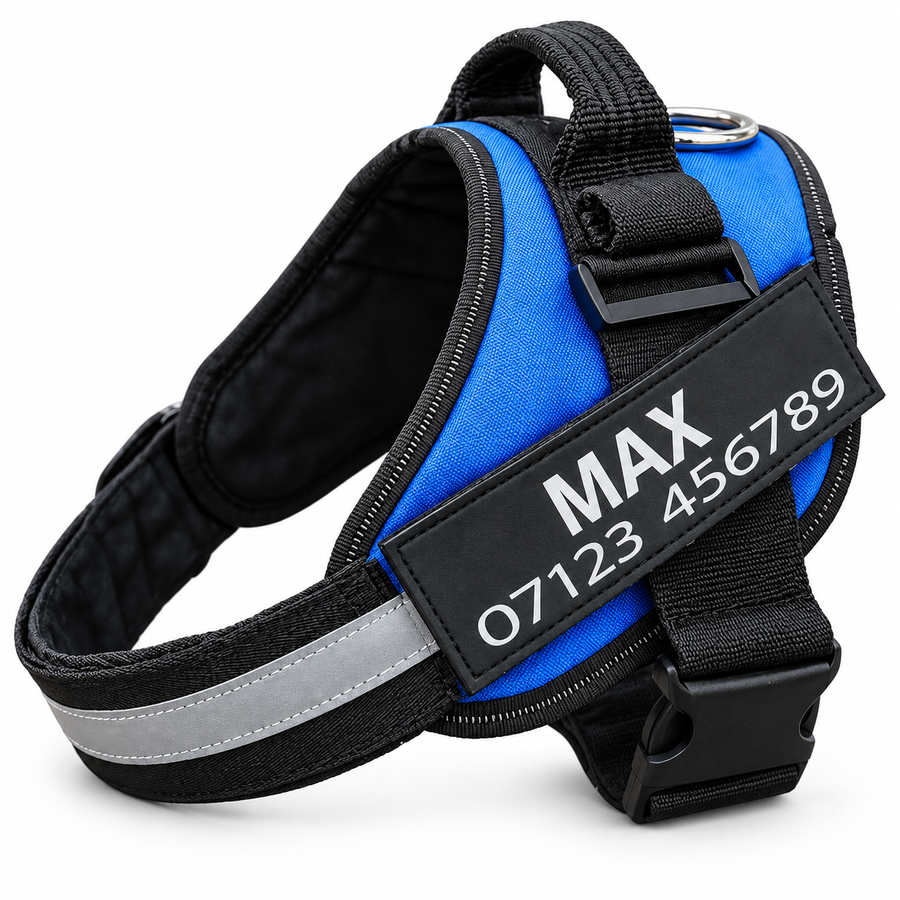 Close-up of a personalised name tag printed MAX and a phone number, fixed to a blue harness