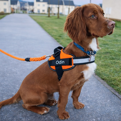 Personalized No Pull Dog Harness with Custom Name Tag